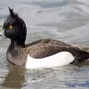 Aesthetic Tufted Duck Diamond Painting