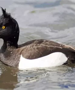 Aesthetic Tufted Duck Diamond Painting