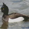 Aesthetic Tufted Duck Diamond Painting