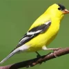 Aesthetic American Goldfinch Diamond Painting