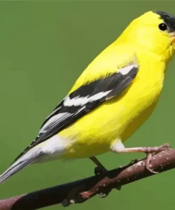 Aesthetic American Goldfinch Diamond Painting