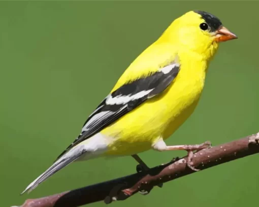 Aesthetic American Goldfinch Diamond Painting