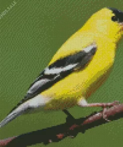 Aesthetic American Goldfinch Diamond Painting