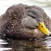 American Black Duck Diamond Painting