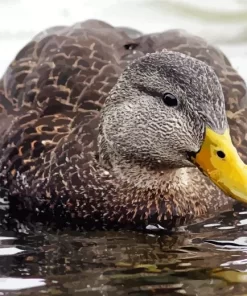 American Black Duck Diamond Painting