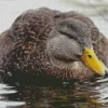 American Black Duck Diamond Painting