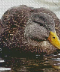 American Black Duck Diamond Painting