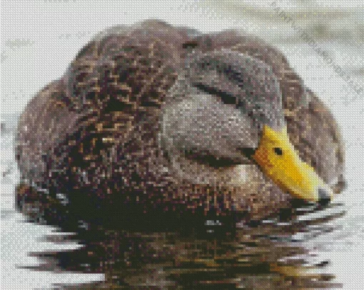 American Black Duck Diamond Painting