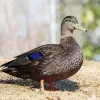 American Black Duck Bird Diamond Painting