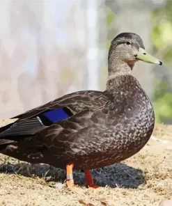 American Black Duck Bird Diamond Painting