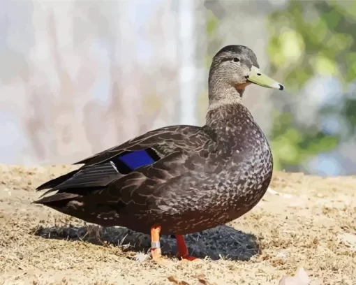 American Black Duck Bird Diamond Painting