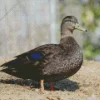 American Black Duck Bird Diamond Painting