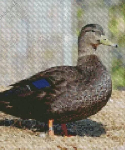 American Black Duck Bird Diamond Painting