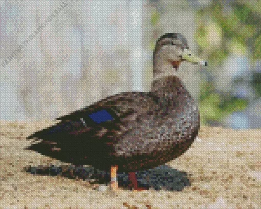 American Black Duck Bird Diamond Painting