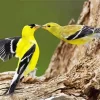 American Goldfinch Couple Diamond Painting