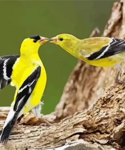 American Goldfinch Couple Diamond Painting