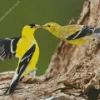 American Goldfinch Couple Diamond Painting