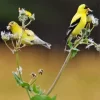 American Goldfinch Pair Diamond Painting