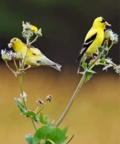 American Goldfinch Pair Diamond Painting