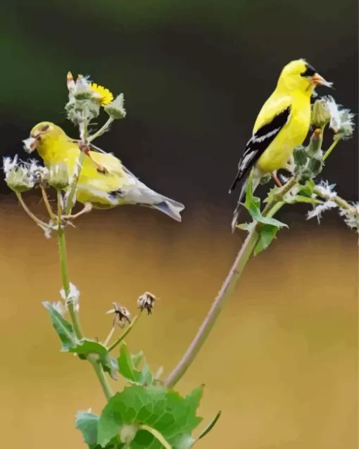 American Goldfinch Pair Diamond Painting