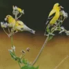 American Goldfinch Pair Diamond Painting