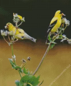 American Goldfinch Pair Diamond Painting