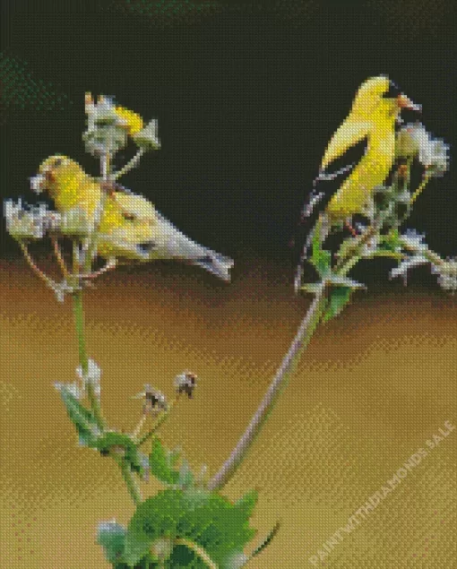 American Goldfinch Pair Diamond Painting