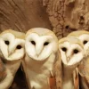 Barn Owl Family Diamond Painting