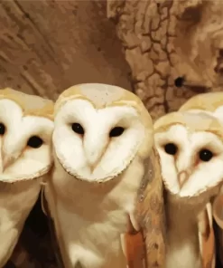 Barn Owl Family Diamond Painting