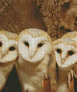 Barn Owl Family Diamond Painting