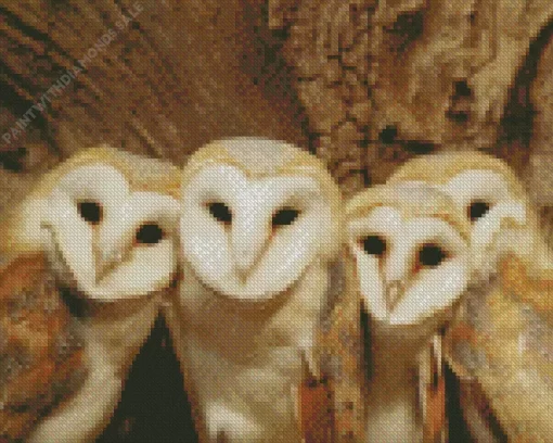 Barn Owl Family Diamond Painting