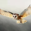 Barn Owl Flying Diamond Painting