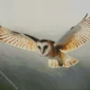 Barn Owl Flying Diamond Painting