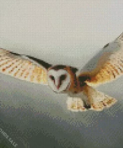 Barn Owl Flying Diamond Painting