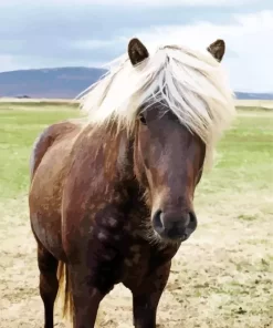 Black Horse With Blond Hair Diamond Painting