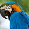 Blue And Gold Macaw Closeup Diamond Painting