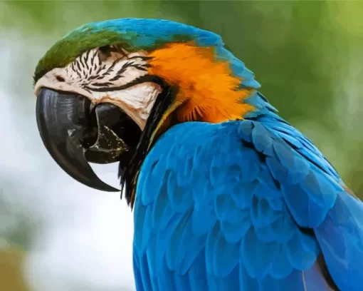 Blue And Gold Macaw Closeup Diamond Painting