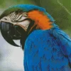 Blue And Gold Macaw Closeup Diamond Painting