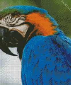 Blue And Gold Macaw Closeup Diamond Painting