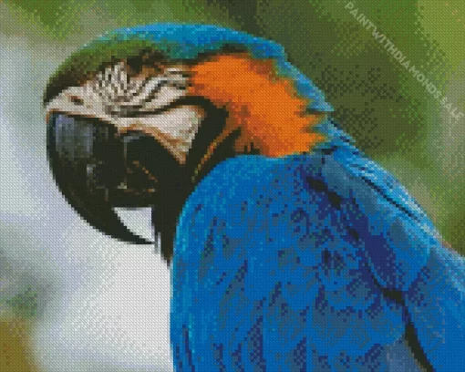 Blue And Gold Macaw Closeup Diamond Painting