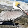 Brown Pelican Diamond Painting