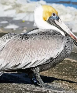 Brown Pelican Diamond Painting