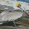 Brown Pelican Diamond Painting