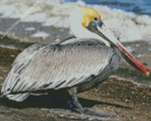 Brown Pelican Diamond Painting