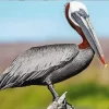 Brown Pelican Bird Diamond Painting