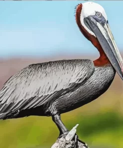 Brown Pelican Bird Diamond Painting