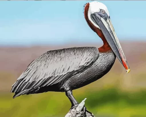 Brown Pelican Bird Diamond Painting