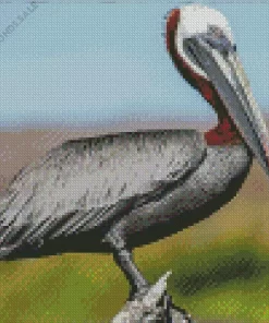 Brown Pelican Bird Diamond Painting