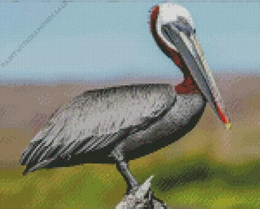 Brown Pelican Bird Diamond Painting