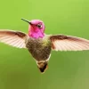 Calliope Hummingbird Diamond Painting